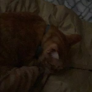 Meet your Posher, Dani